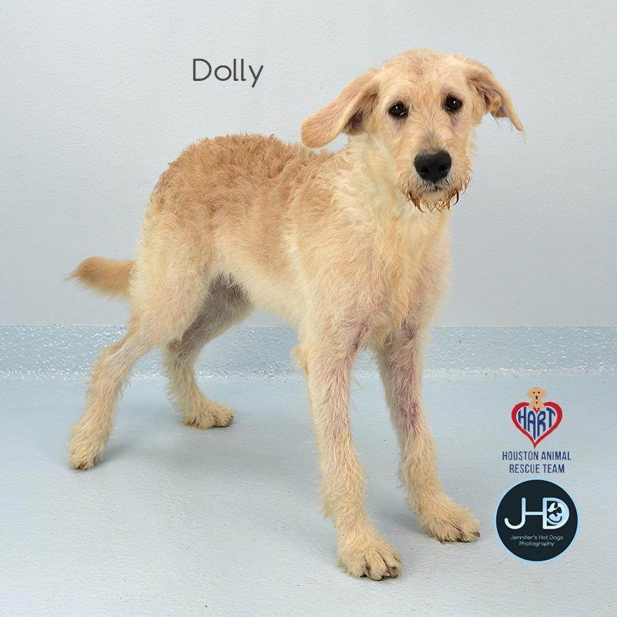 Dolly, Adoptable, Puppy Female Irish Wolfhound & Mixed Breed.