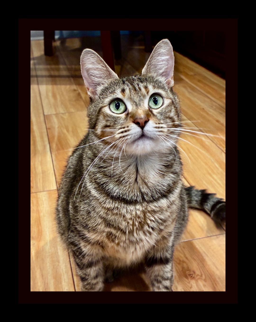 Dorothy, Adoptable, Young Female Egyptian Mau.