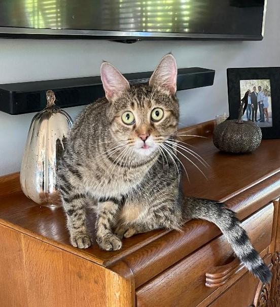 Dorothy, a Adoptable Egyptian Mau in Portland, ME image 3/4