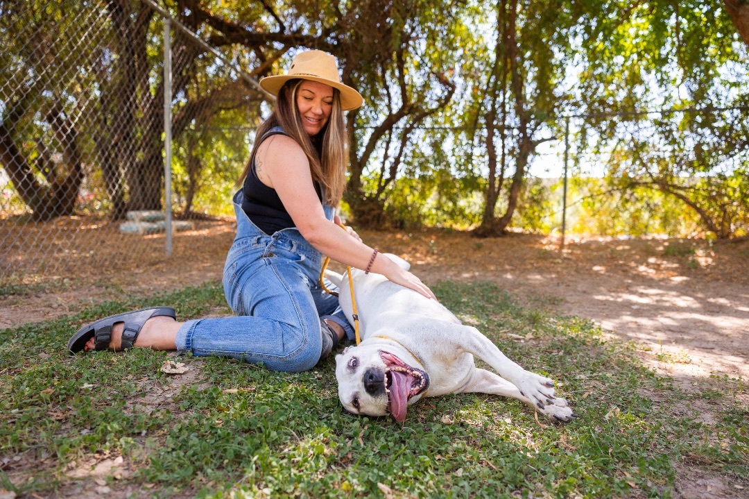 Nixey, a Adoptable Pit Bull Terrier in Peoria, AZ image 1/5