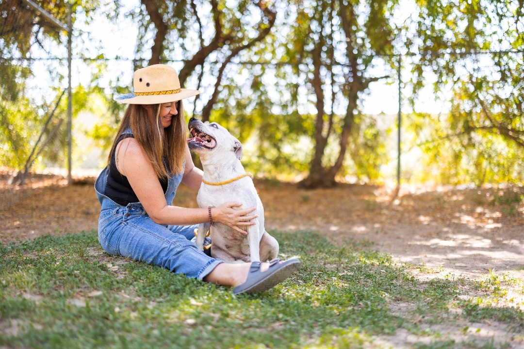 Nixey, a Adoptable Pit Bull Terrier in Peoria, AZ image 2/5