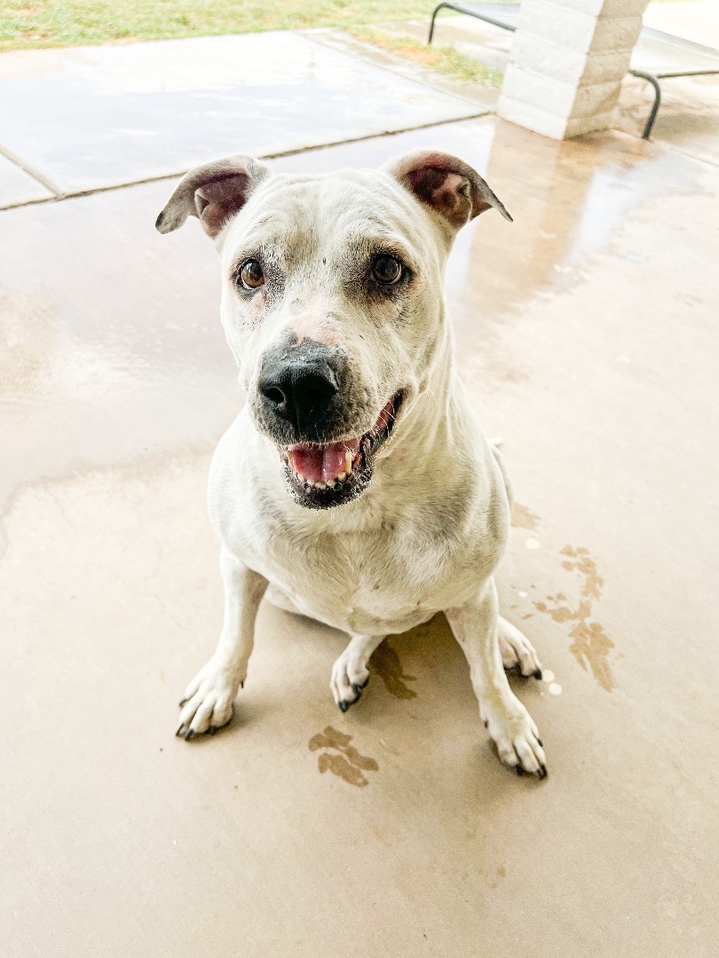Nixey, a Adoptable Pit Bull Terrier in Peoria, AZ image 3/5