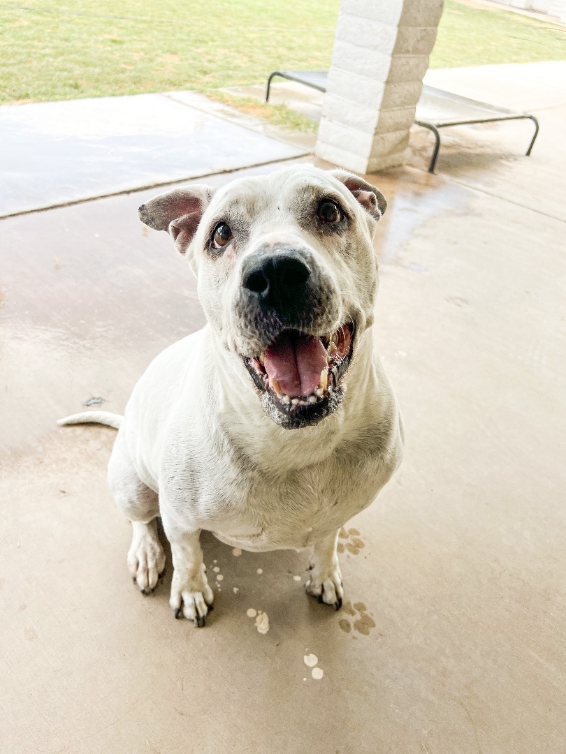 Nixey, a Adoptable Pit Bull Terrier in Peoria, AZ image 4/5