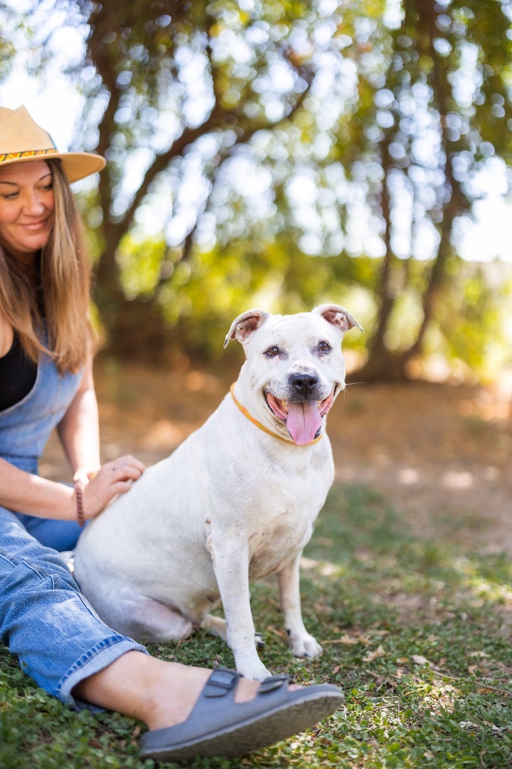 Nixey, a Adoptable Pit Bull Terrier in Peoria, AZ image 5/5