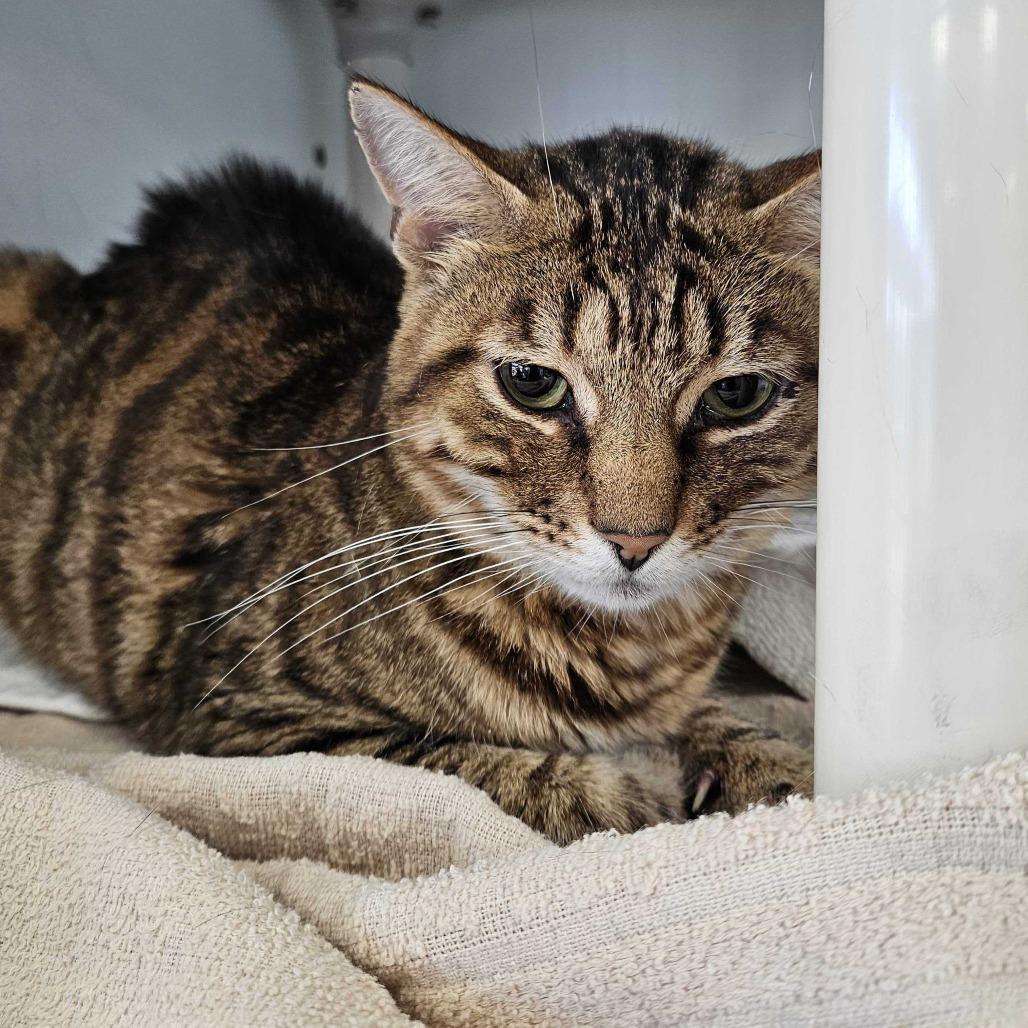 Urian, Adoptable, Senior Male Domestic Short Hair.