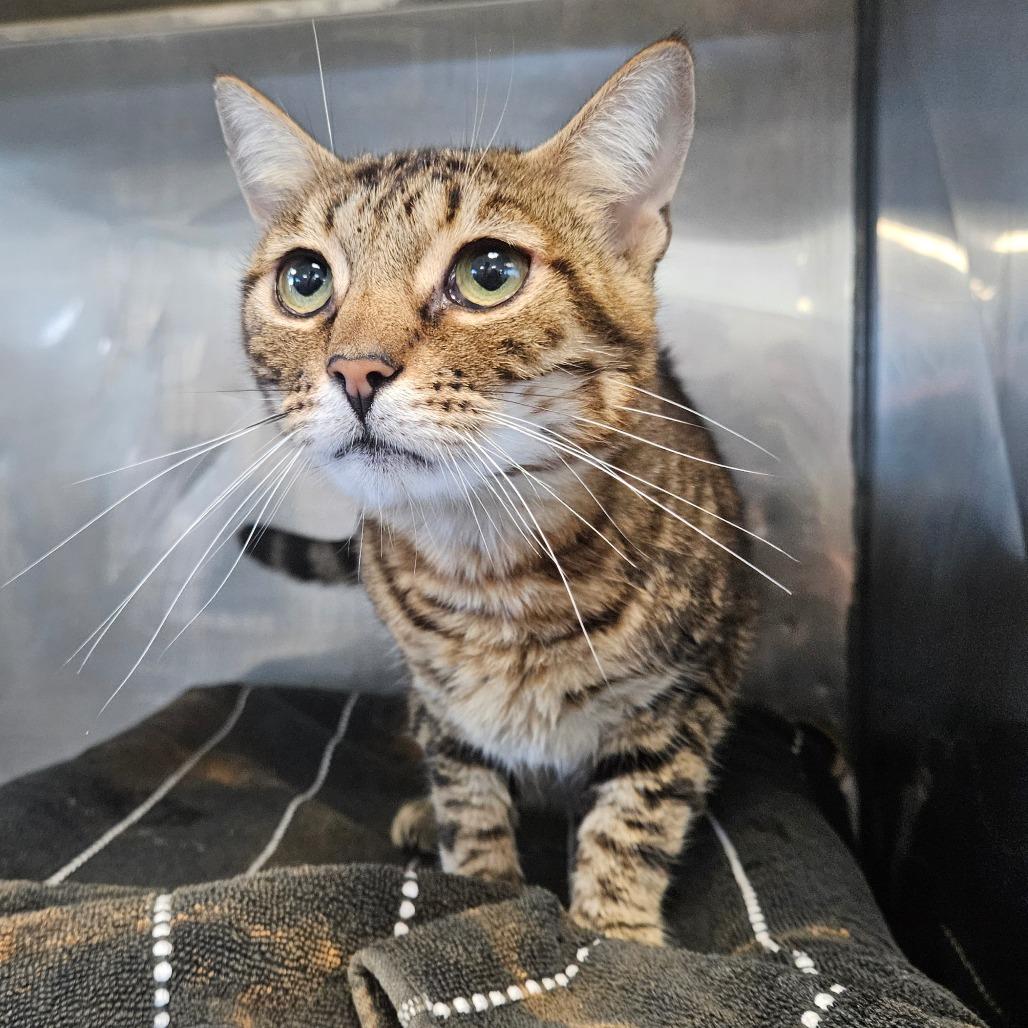 Urian, a Adoptable Domestic Short Hair in Dover, NH image 2/6