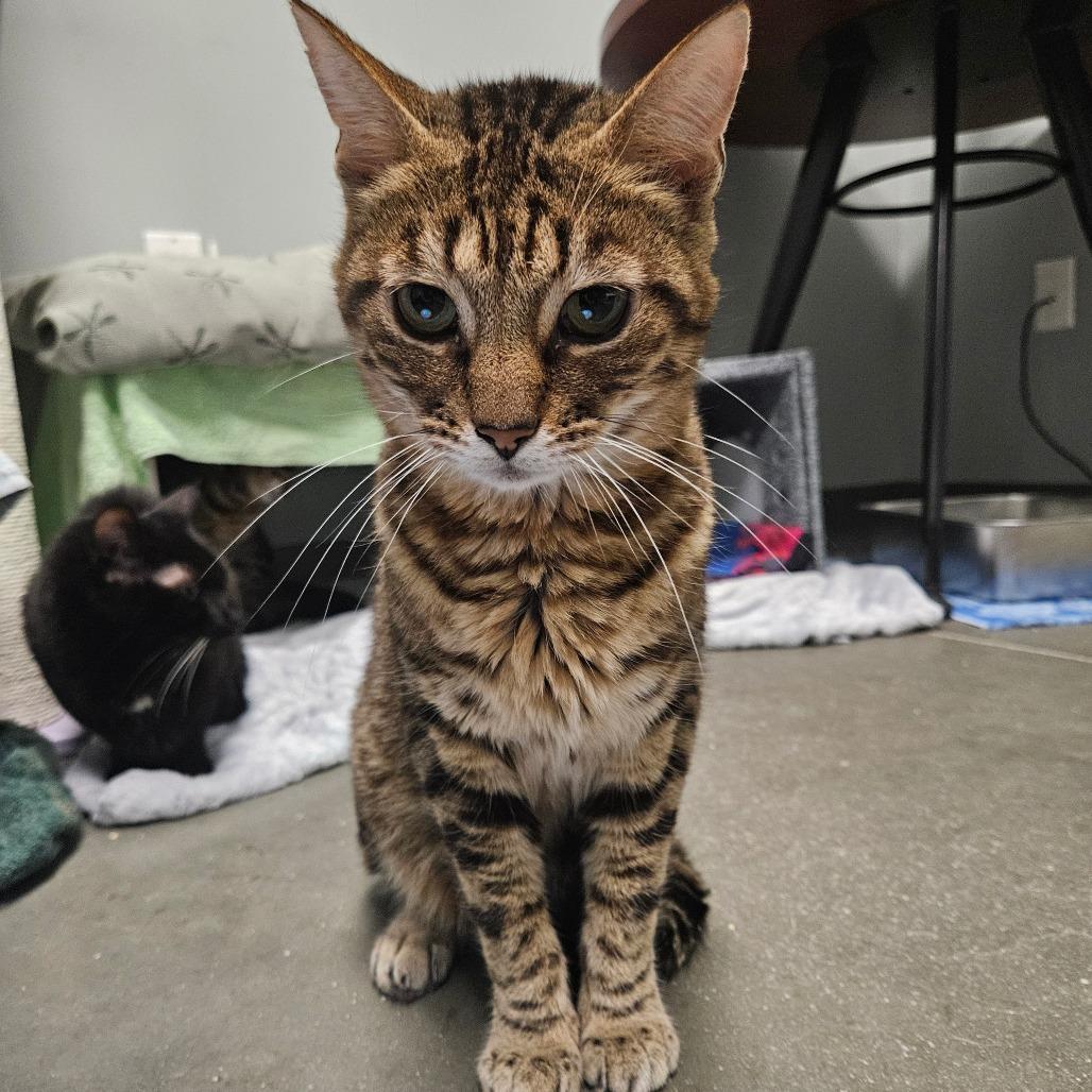 Urian, a Adoptable Domestic Short Hair in Dover, NH image 3/6