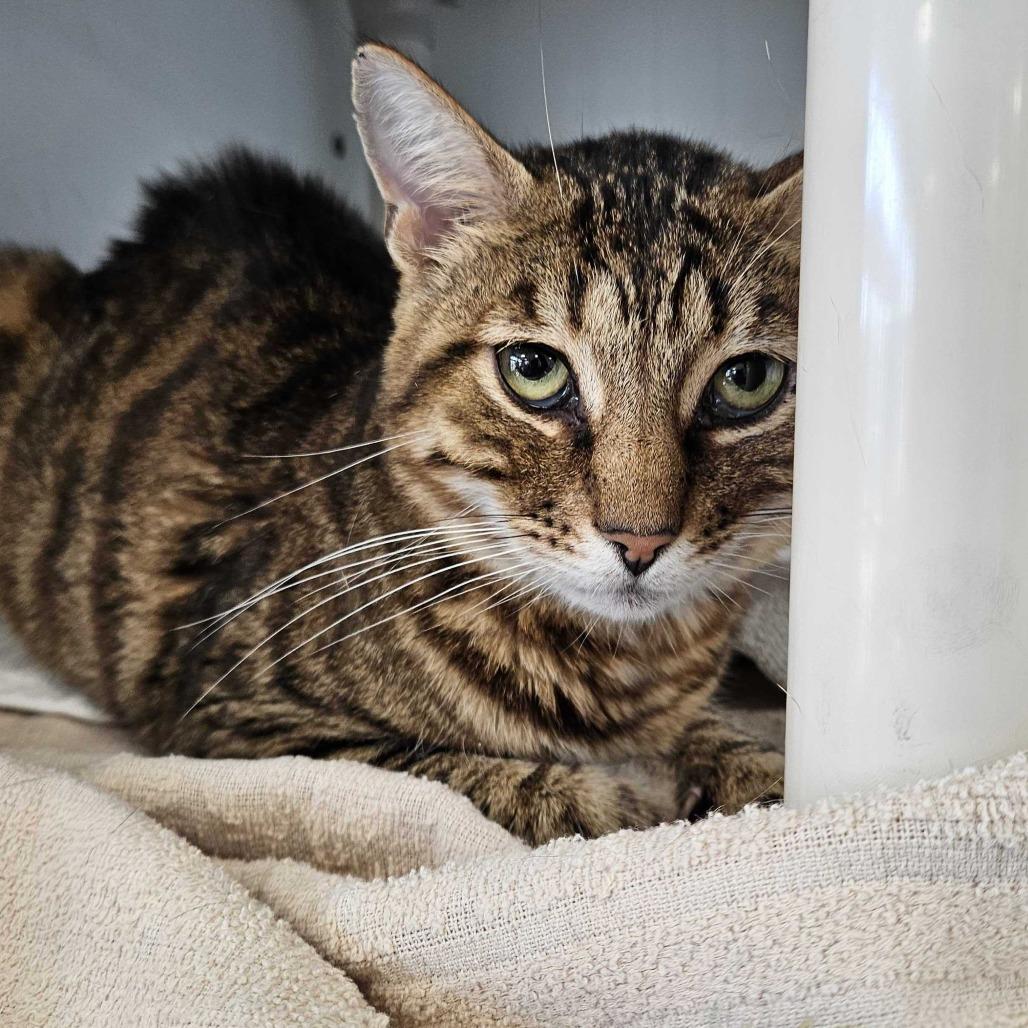 Urian, a Adoptable Domestic Short Hair in Dover, NH image 4/6