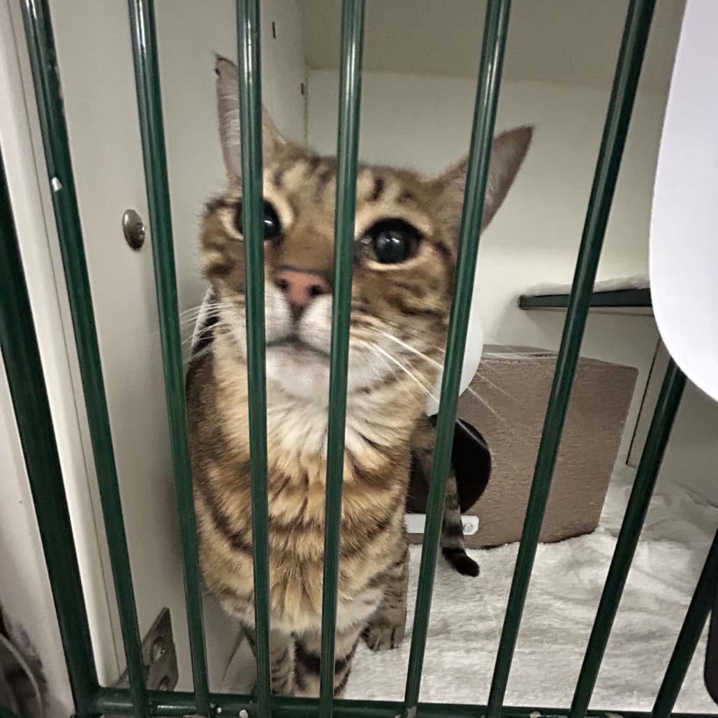 Urian, a Adoptable Domestic Short Hair in Dover, NH image 5/6