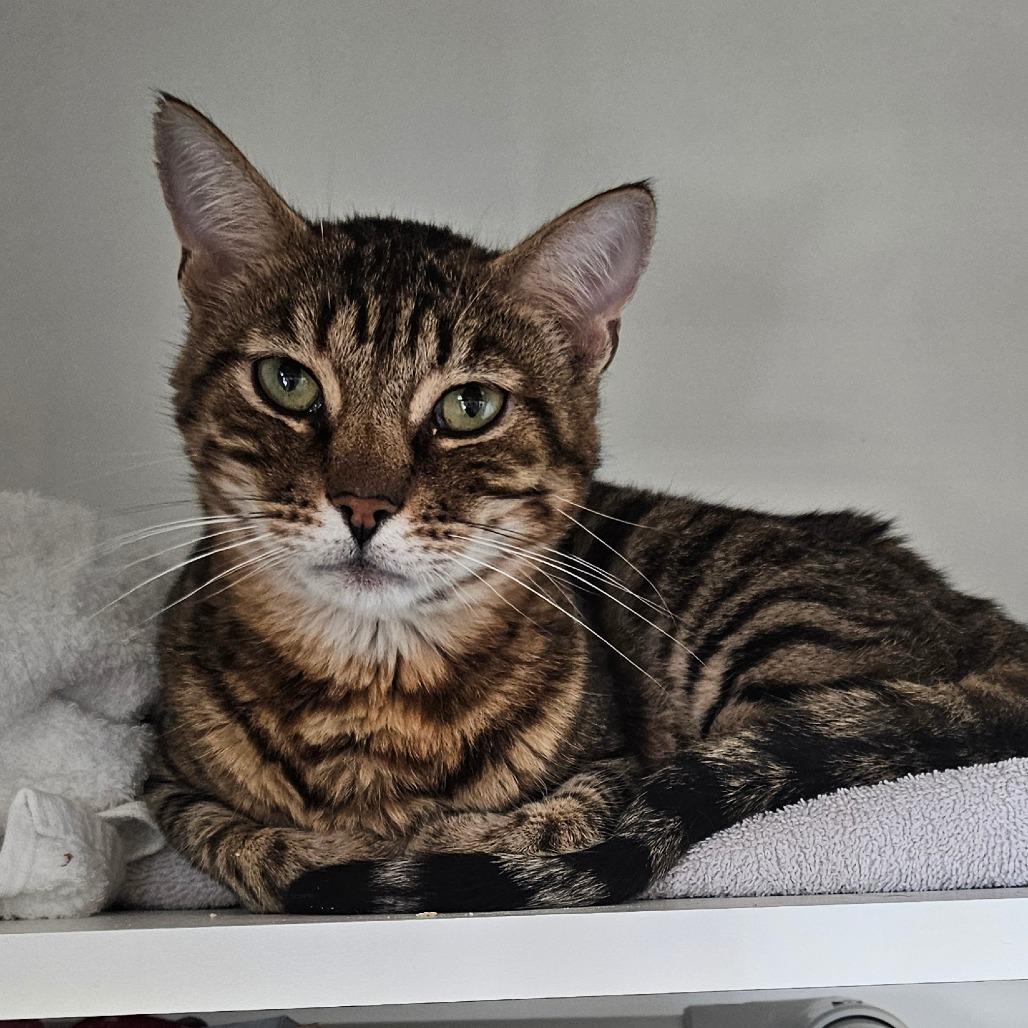 Urian, a Adoptable Domestic Short Hair in Dover, NH image 6/6