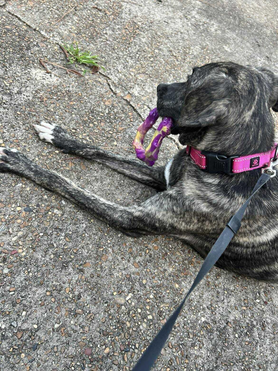 Enlarge Precious, an adoptable mixed breed in Ball, LA image 2/5