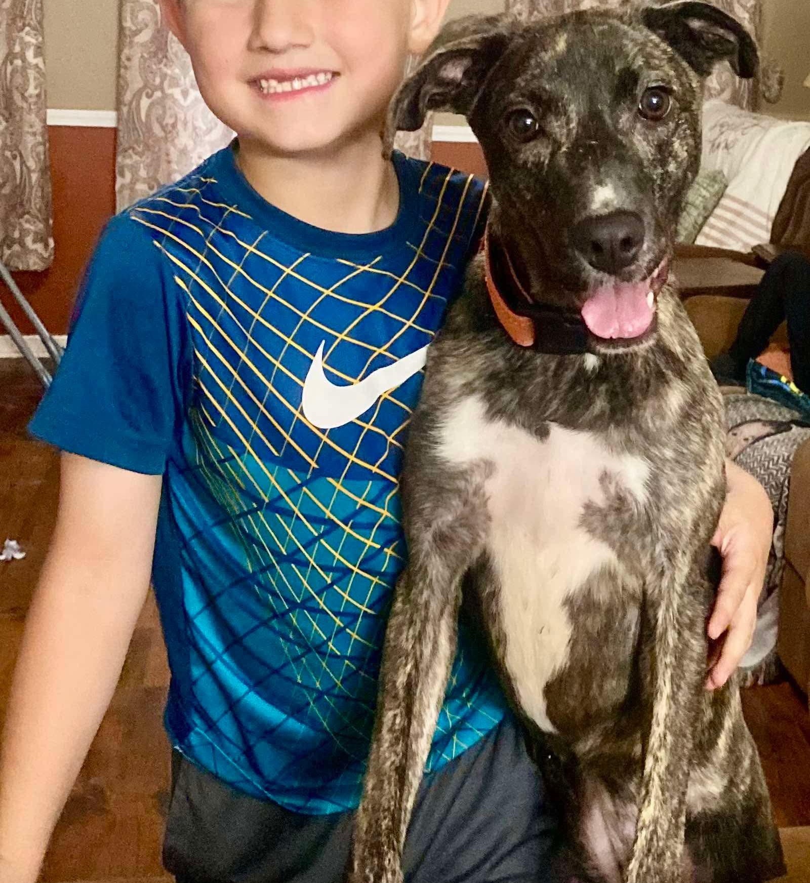 Precious, adoptable, Young Female Mountain Cur.