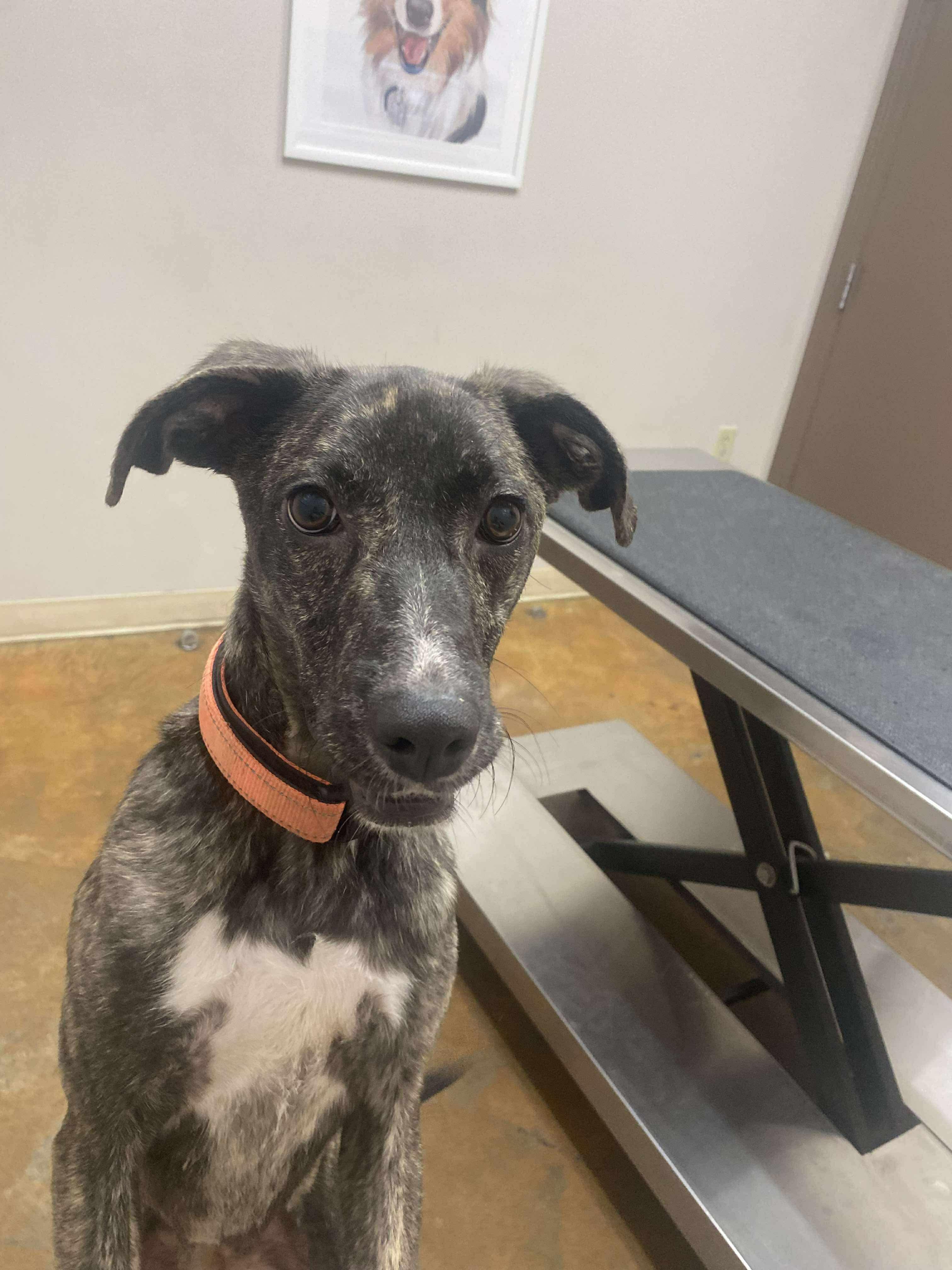 Enlarge Precious, an adoptable mixed breed in Ball, LA image 5/5