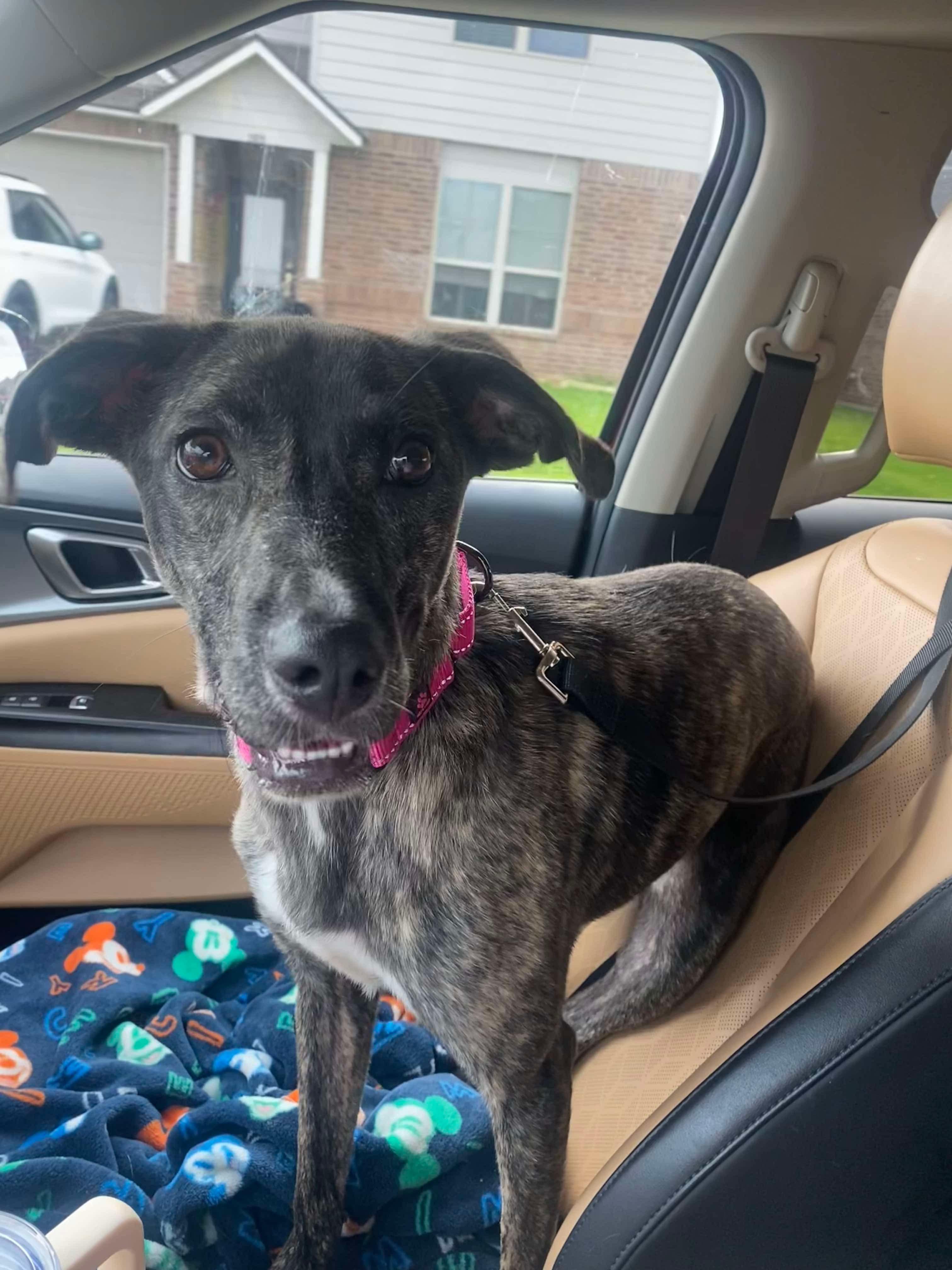 Enlarge Precious, an adoptable mixed breed in Ball, LA image 3/5