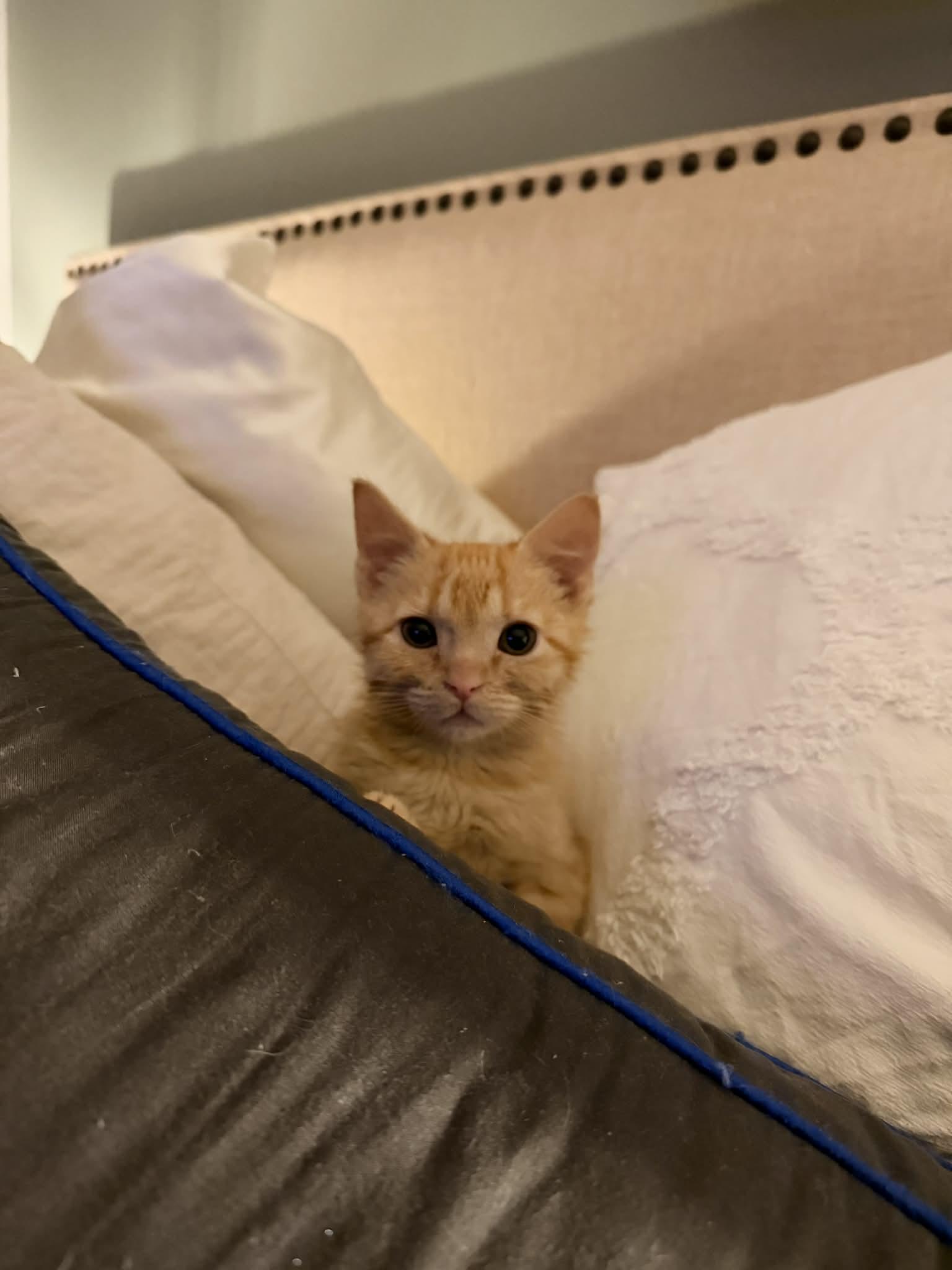 Enlarge Elton, an adopted Domestic Short Hair in Overland Park, KS image 2/2