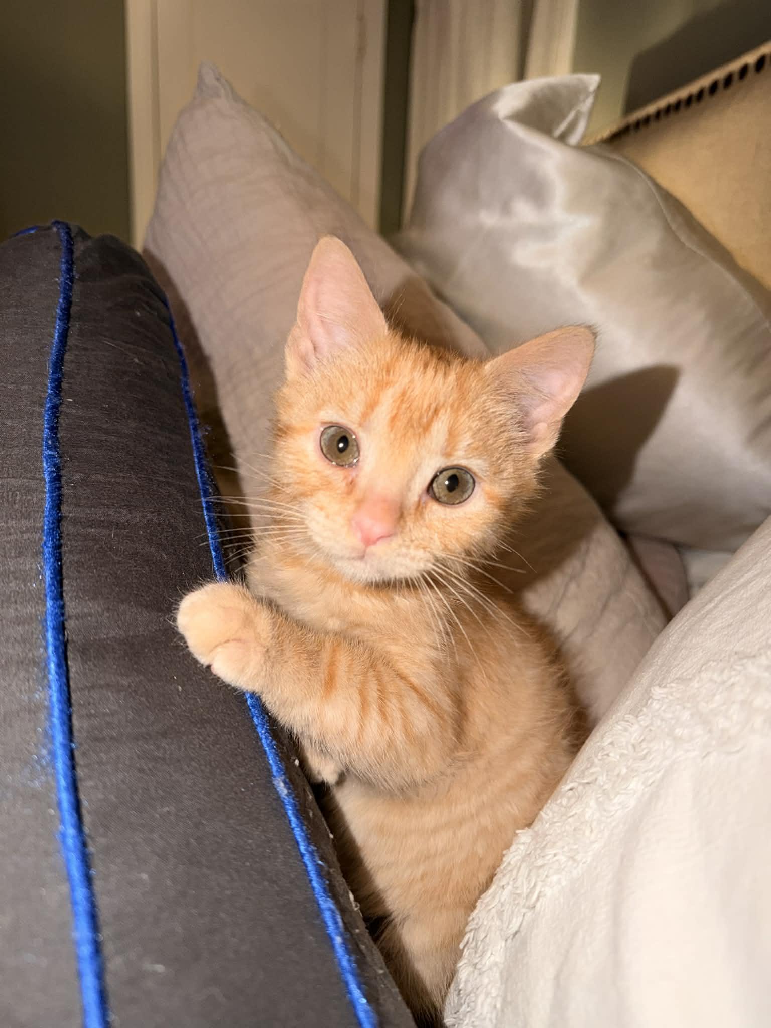 Elton, adopted, Kitten Male Domestic Short Hair.