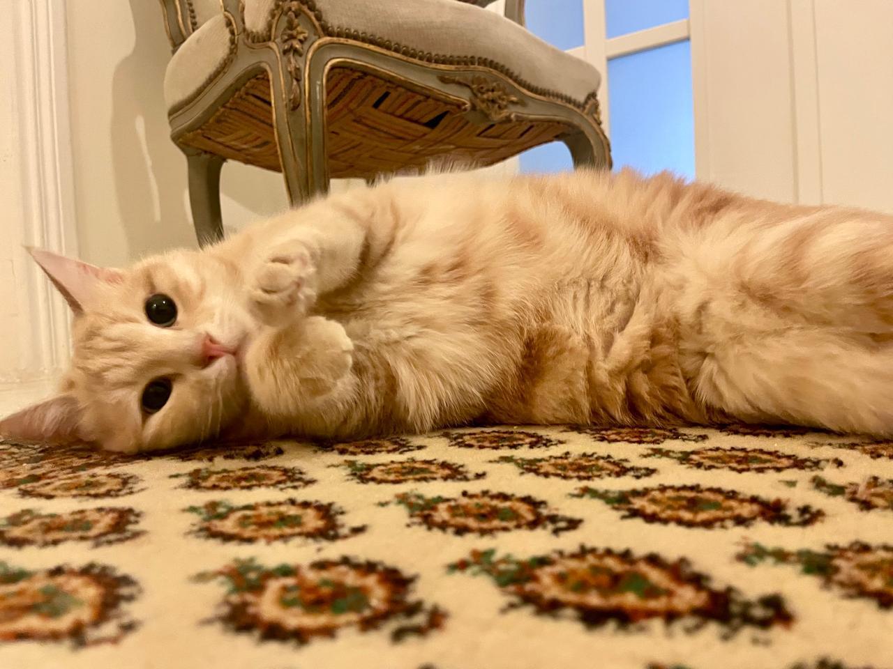 Enlarge Sophia, the Sweet Green Eyed Beauty, a Adoptable Domestic Short Hair in Somerset, NJ image 5/6