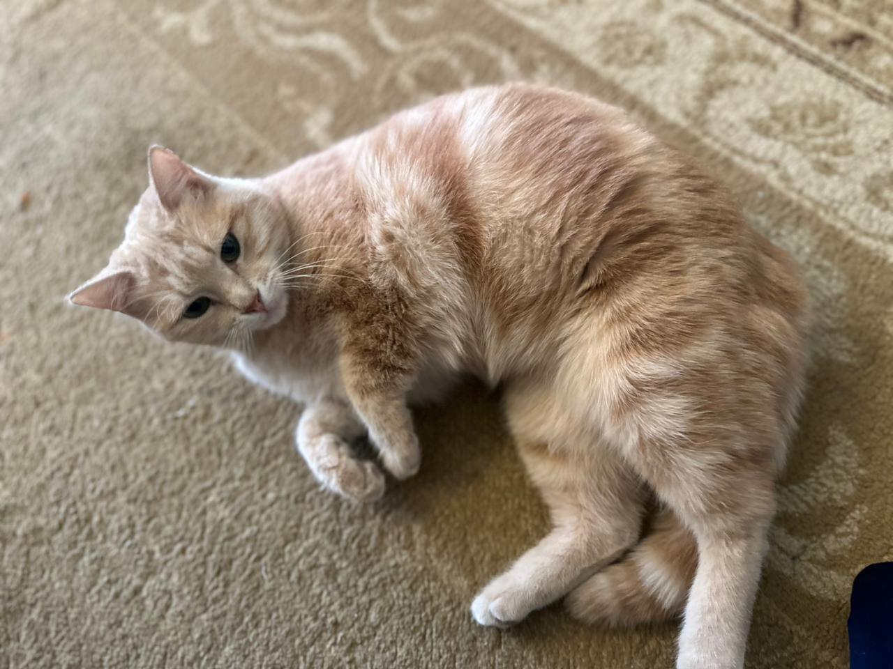 Enlarge Sophia, the Sweet Green Eyed Beauty, a Adoptable Domestic Short Hair in Somerset, NJ image 4/6