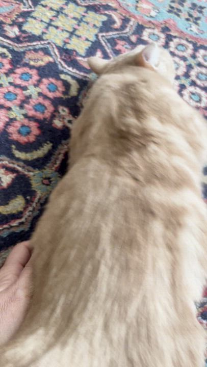 Enlarge Sophia, the Sweet Green Eyed Beauty, a Adoptable Domestic Short Hair in Somerset, NJ video 6/6