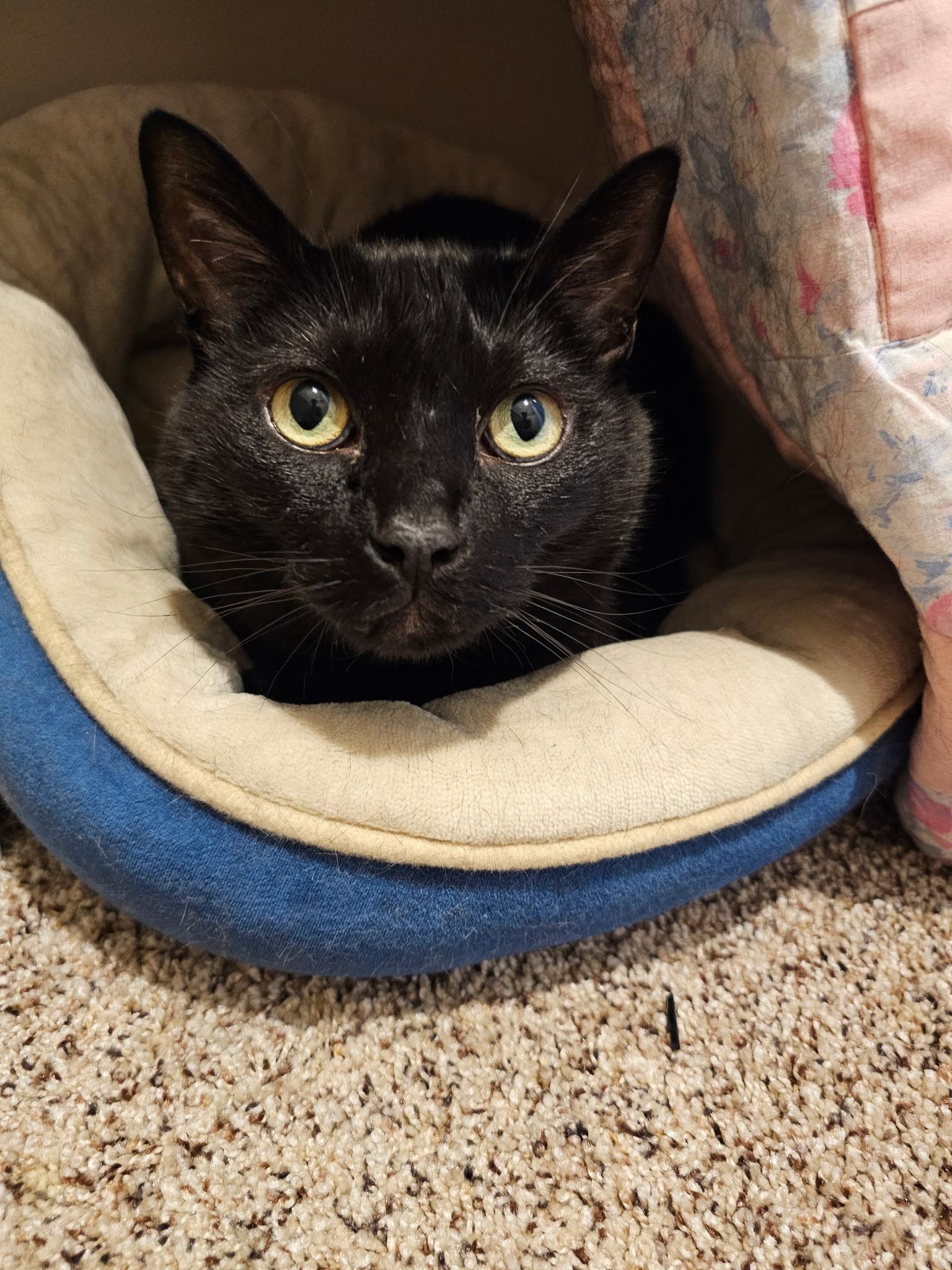 Snoopy, Adoptable, Senior Female Domestic Medium Hair.