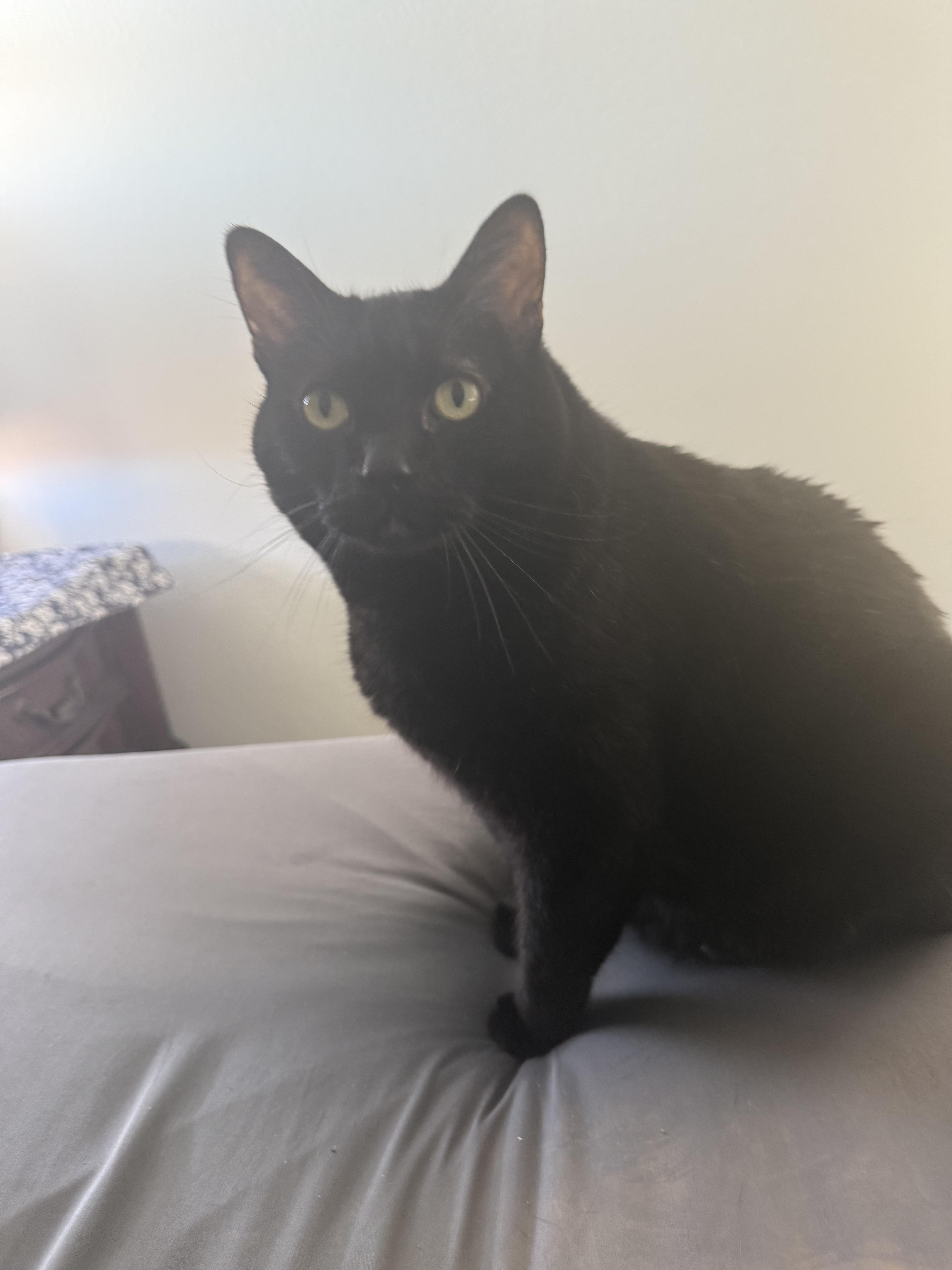 Snoopy, a Adoptable Domestic Medium Hair in San Diego, CA image 2/4