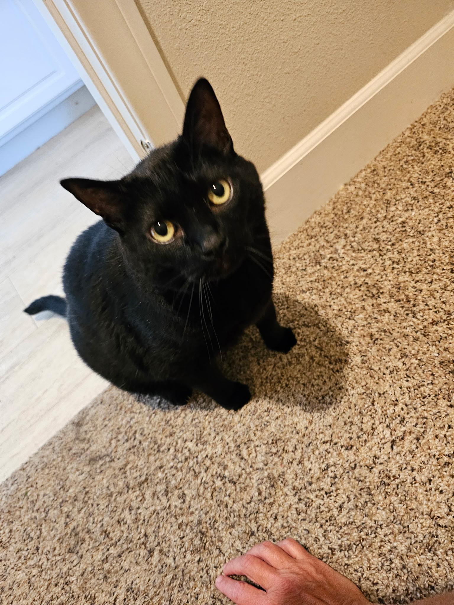 Snoopy, a Adoptable Domestic Medium Hair in San Diego, CA image 4/4