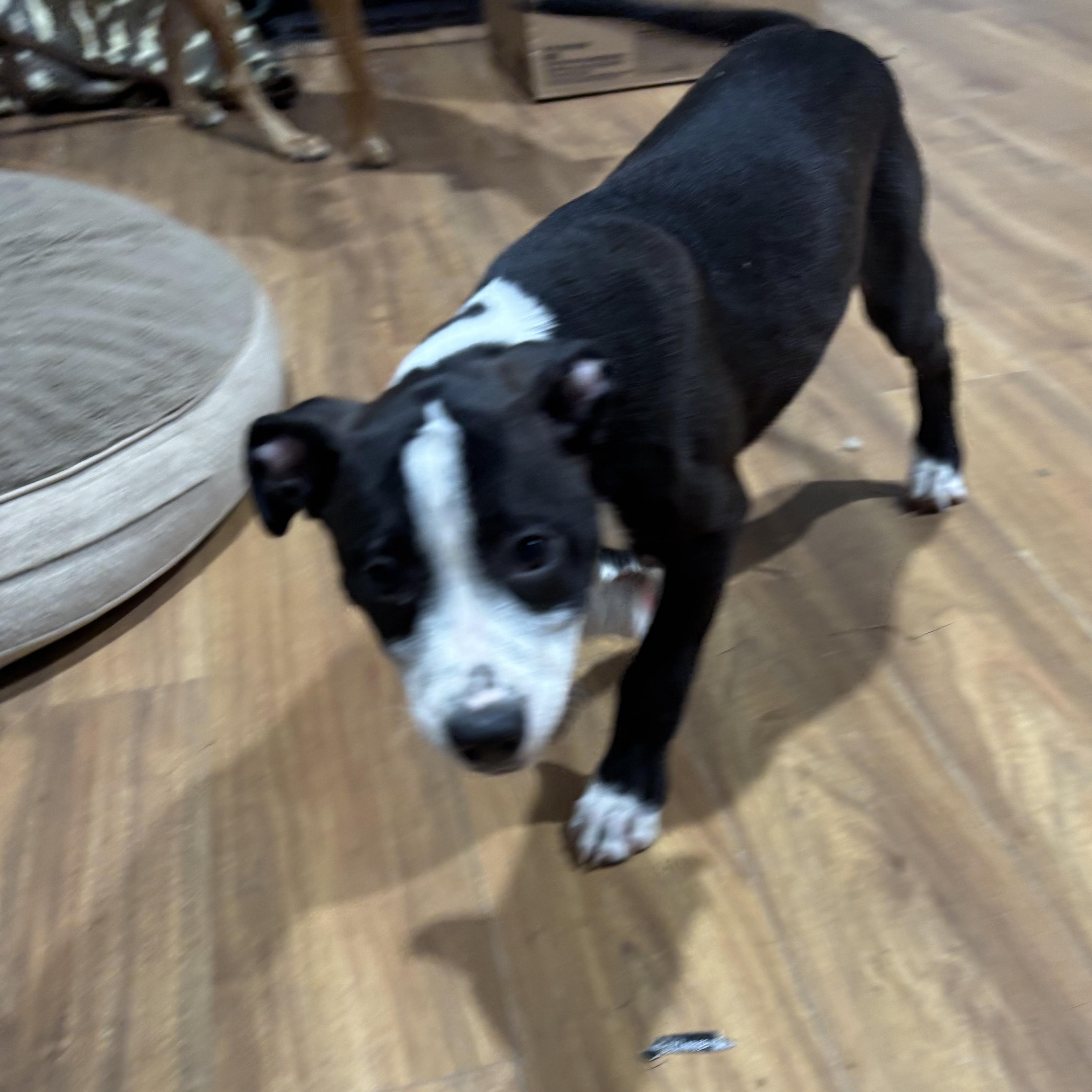 Charlie, an adopted mixed breed in Coldspring, TX image 2/6