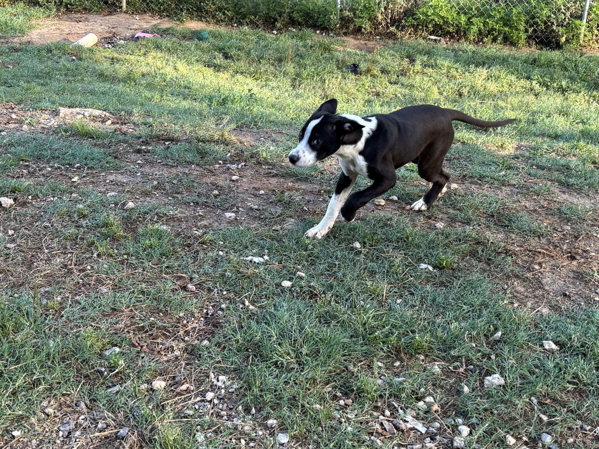 Charlie, an adopted mixed breed in Coldspring, TX image 5/6