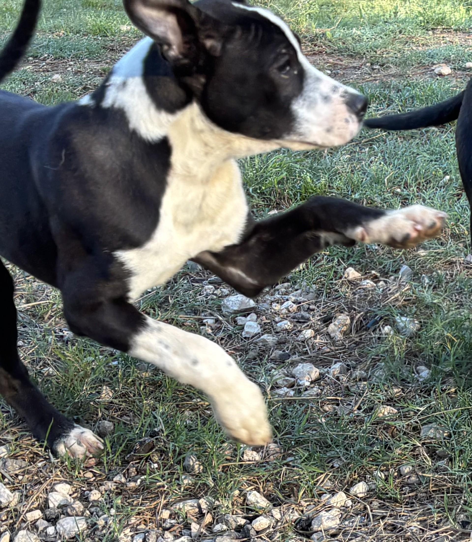 Charlie, an adopted mixed breed in Coldspring, TX image 1/6