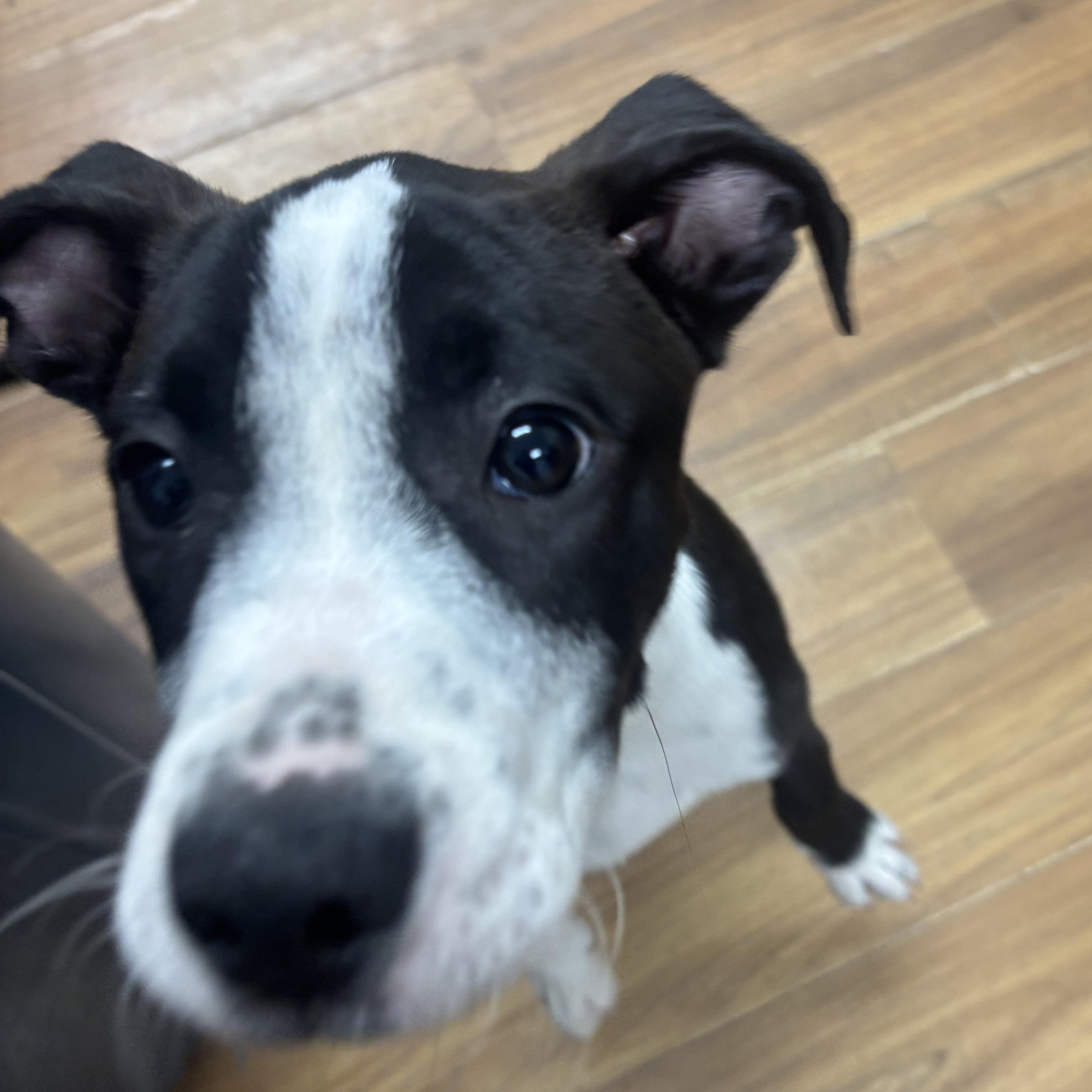 Charlie, an adopted mixed breed in Coldspring, TX image 4/6