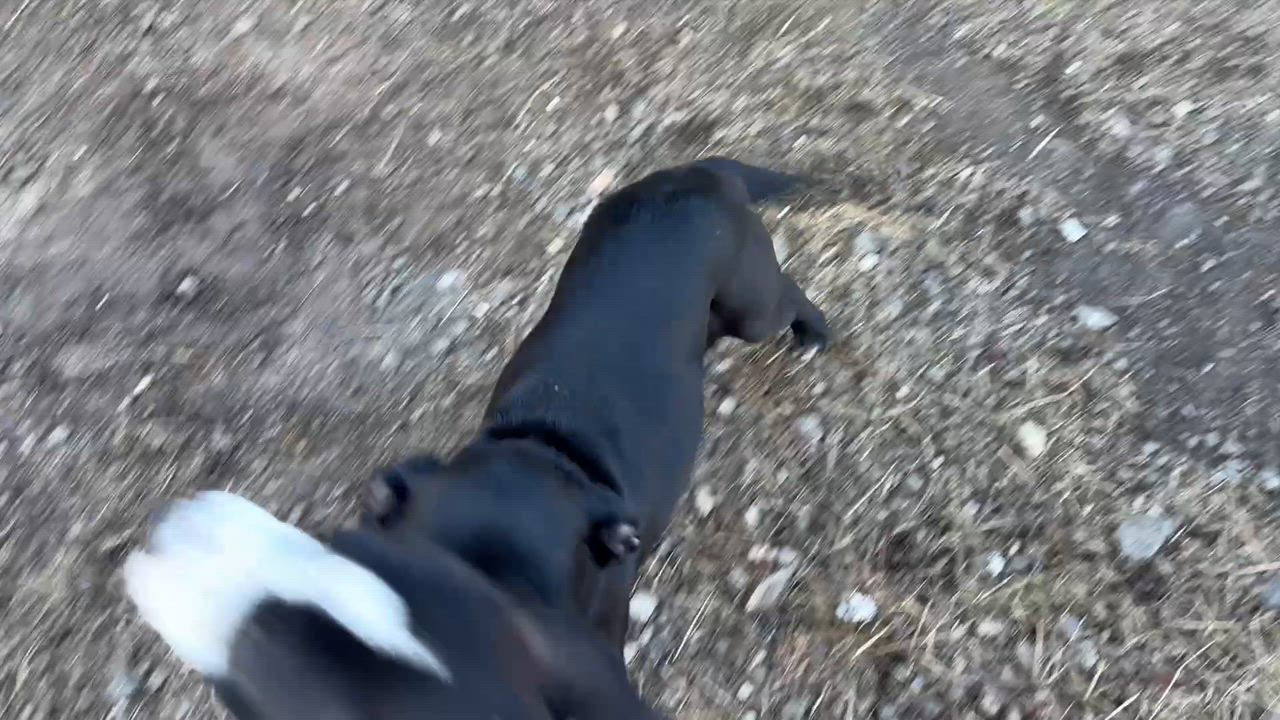 Enlarge Charlie, an adopted mixed breed in Coldspring, TX video 6/6