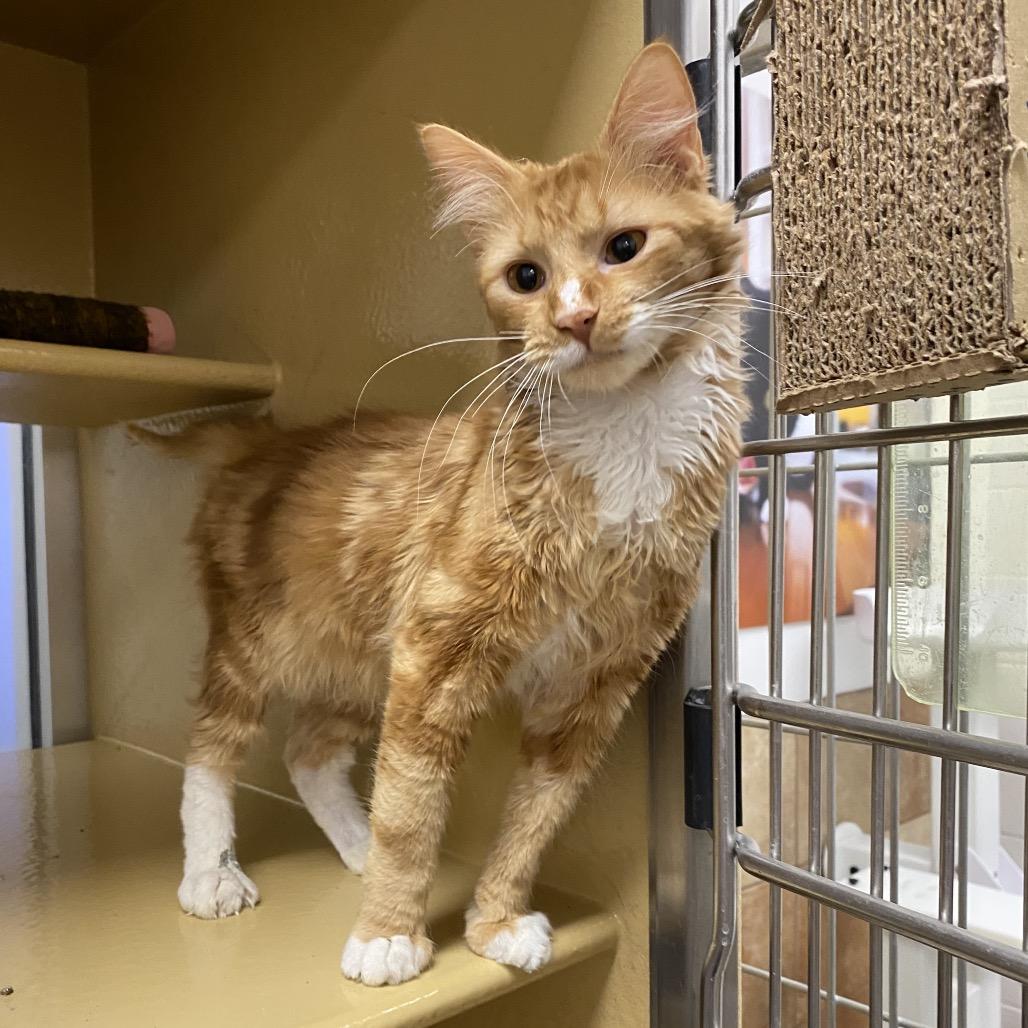Sherbert, Adoptable, Young Male Domestic Short Hair.