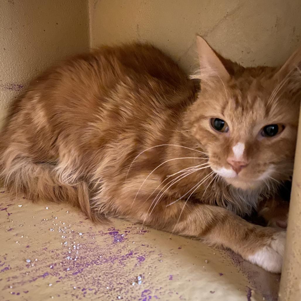 Enlarge Sherbert, a Adoptable Domestic Short Hair in Spokane, WA image 2/6
