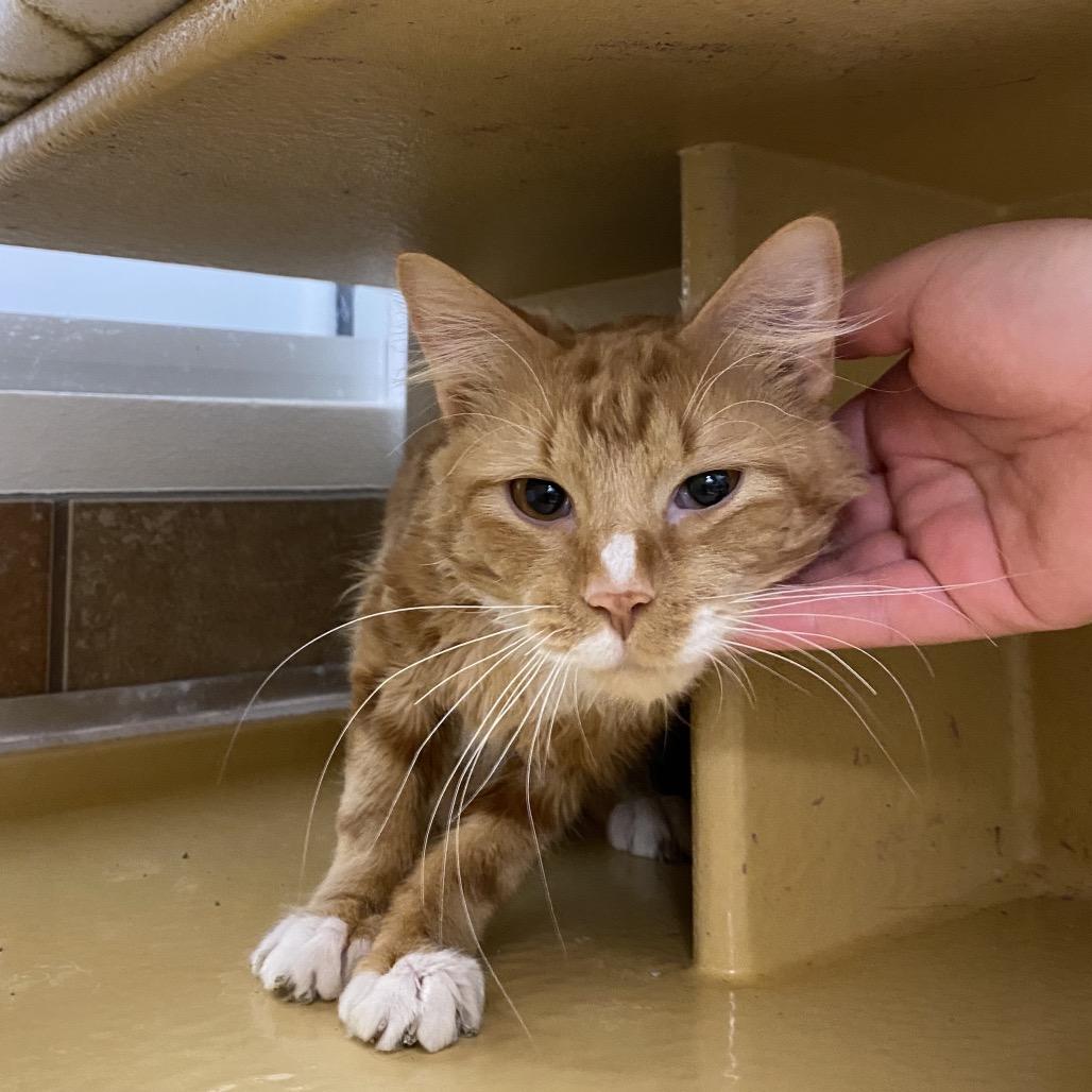 Enlarge Sherbert, a Adoptable Domestic Short Hair in Spokane, WA image 3/6