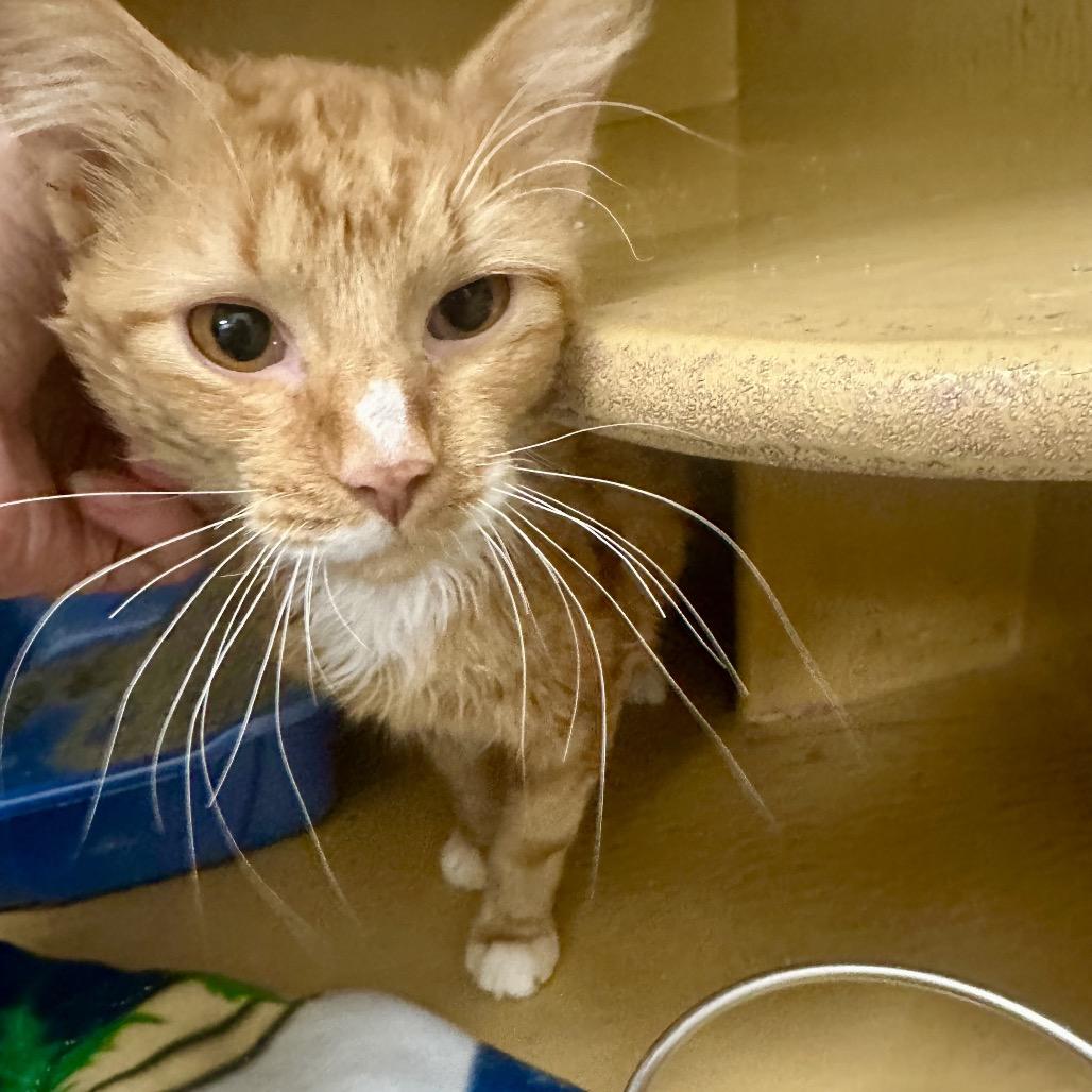 Enlarge Sherbert, a Adoptable Domestic Short Hair in Spokane, WA image 4/6