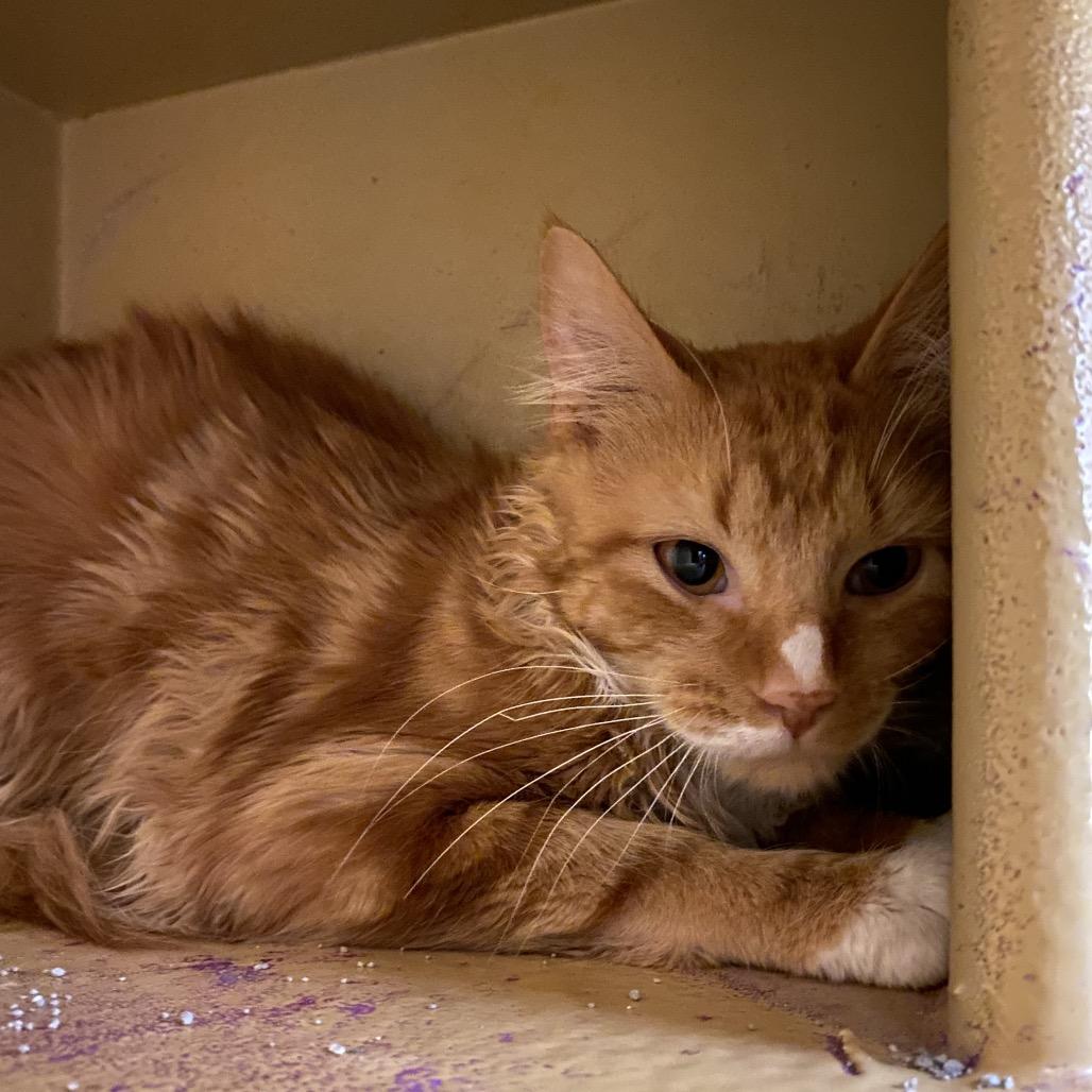 Enlarge Sherbert, a Adoptable Domestic Short Hair in Spokane, WA image 5/6