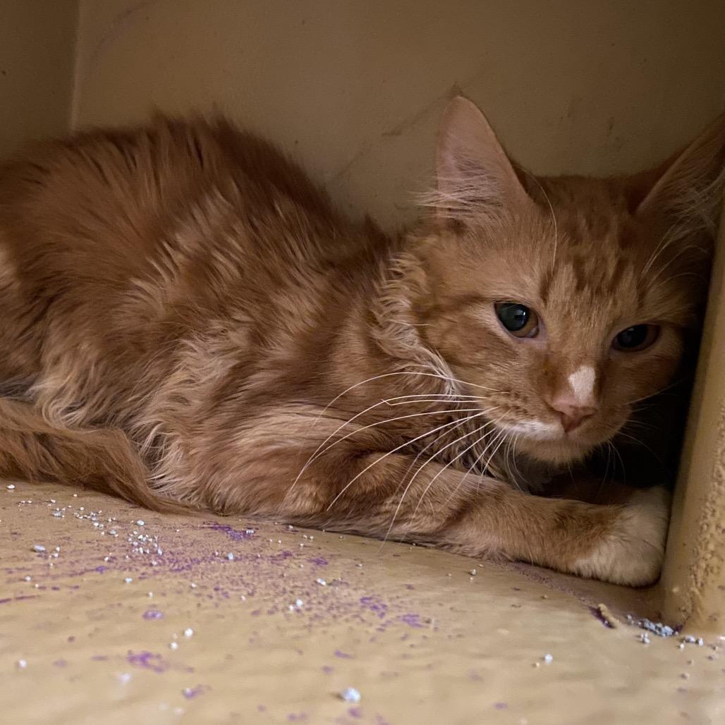 Enlarge Sherbert, a Adoptable Domestic Short Hair in Spokane, WA image 6/6