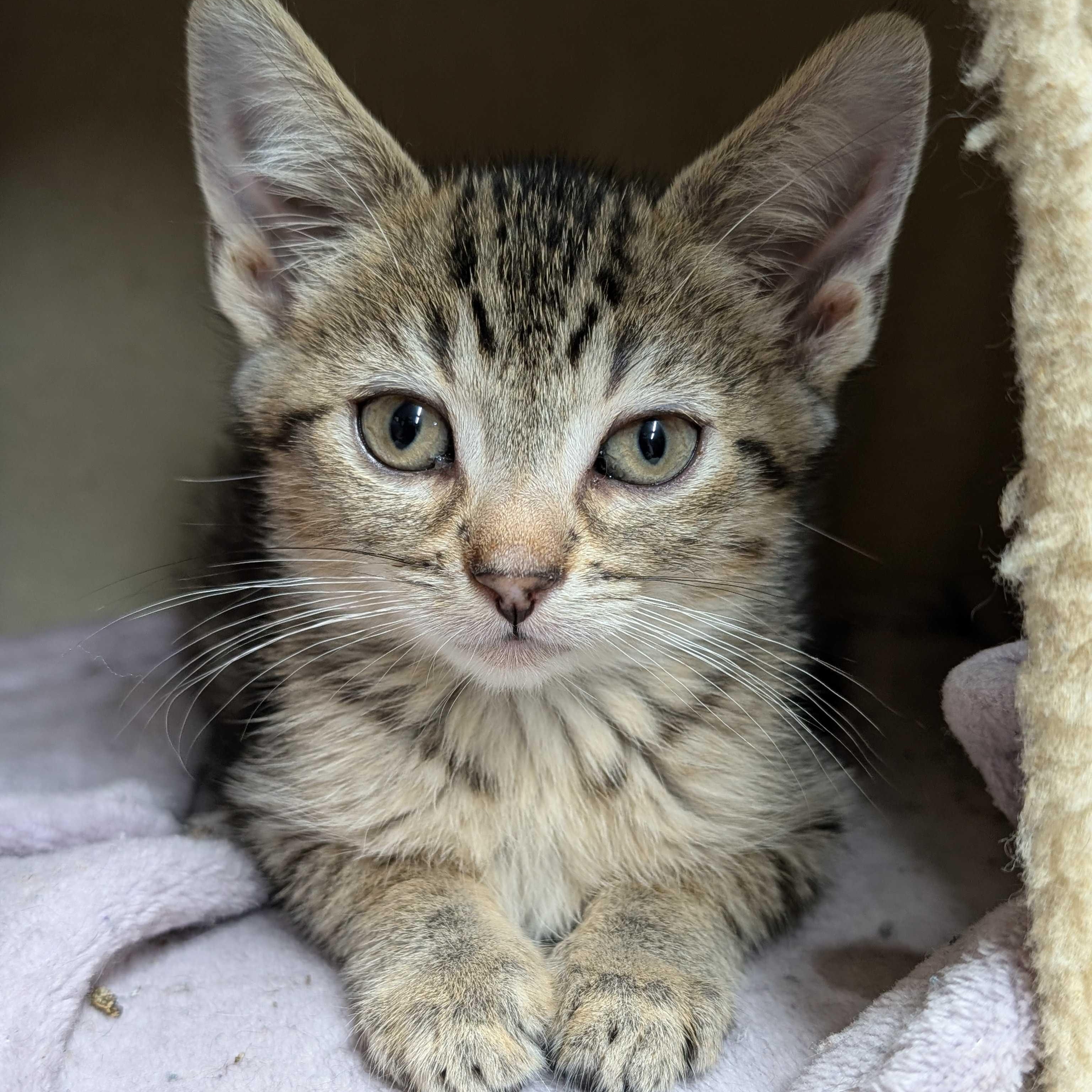 Augustus, a Adoptable mixed breed in East Amherst, NY image 2/6