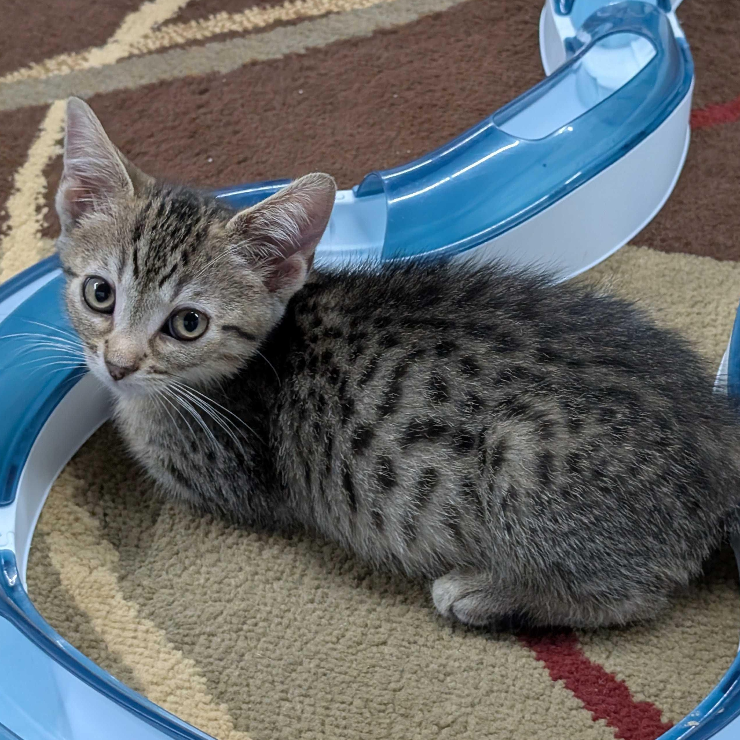 Augustus, Adoptable, Kitten Male Tabby & Domestic Short Hair.