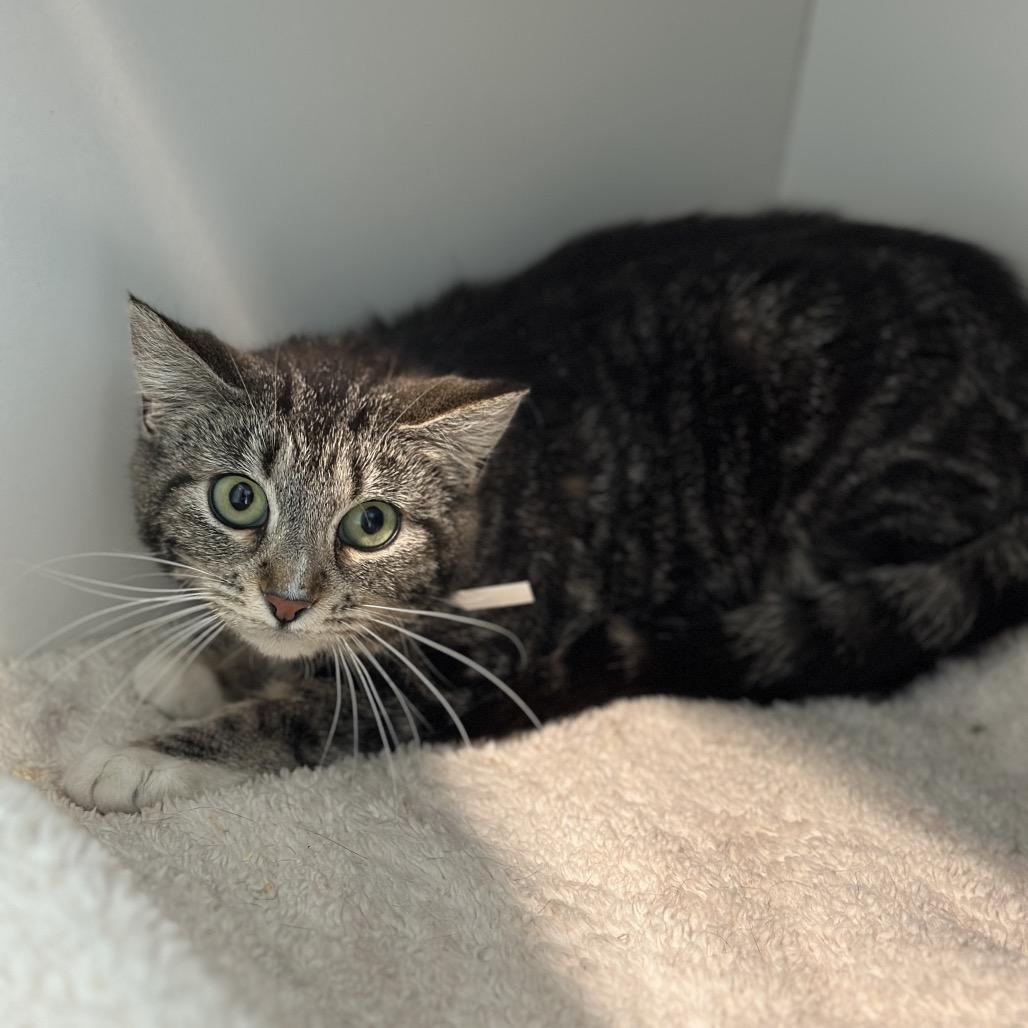 Saby, a Adoptable Domestic Short Hair in Matteson, IL image 1/6