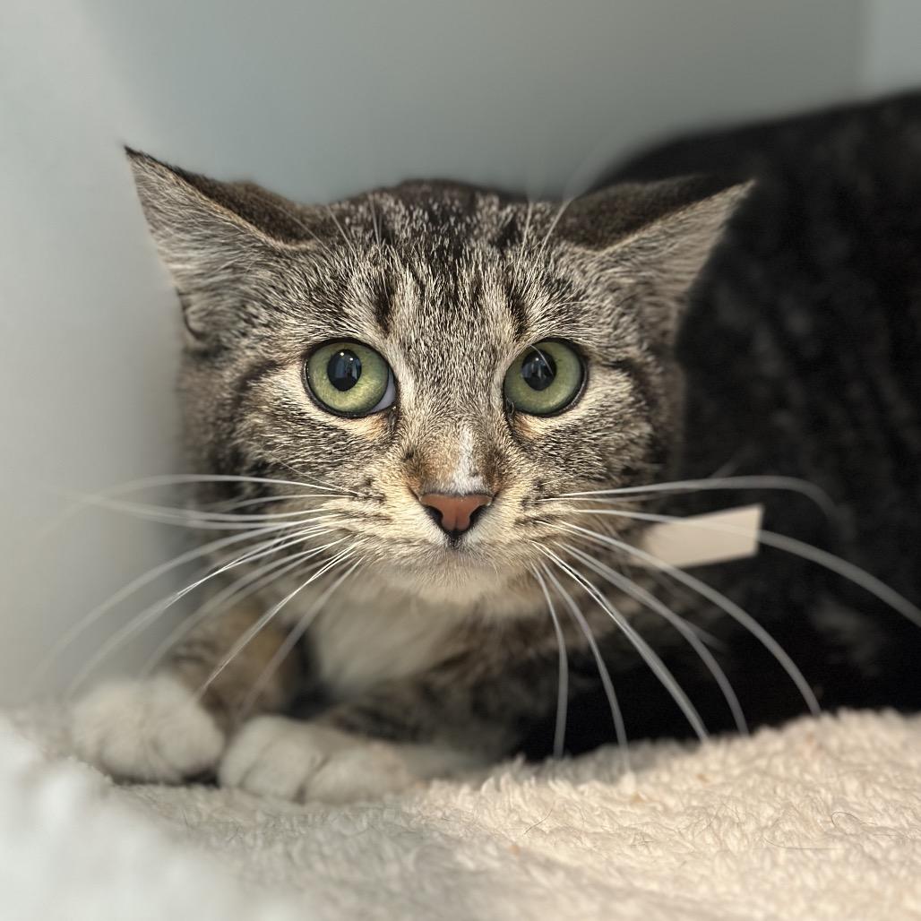Saby, a Adoptable Domestic Short Hair in Matteson, IL image 2/6