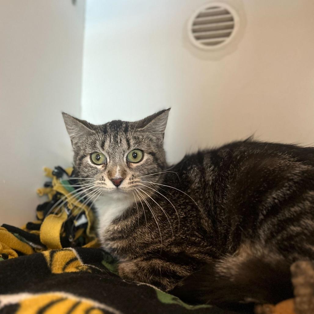 Saby, a Adoptable Domestic Short Hair in Matteson, IL image 3/6