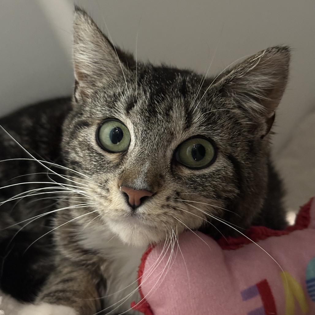 Saby, a Adoptable Domestic Short Hair in Matteson, IL image 4/6