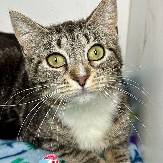 Saby, a Adoptable Domestic Short Hair in Matteson, IL image 5/6