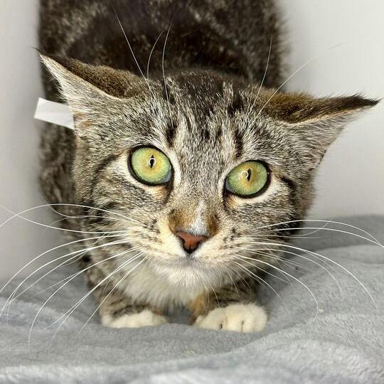 Saby, a Adoptable Domestic Short Hair in Matteson, IL image 6/6