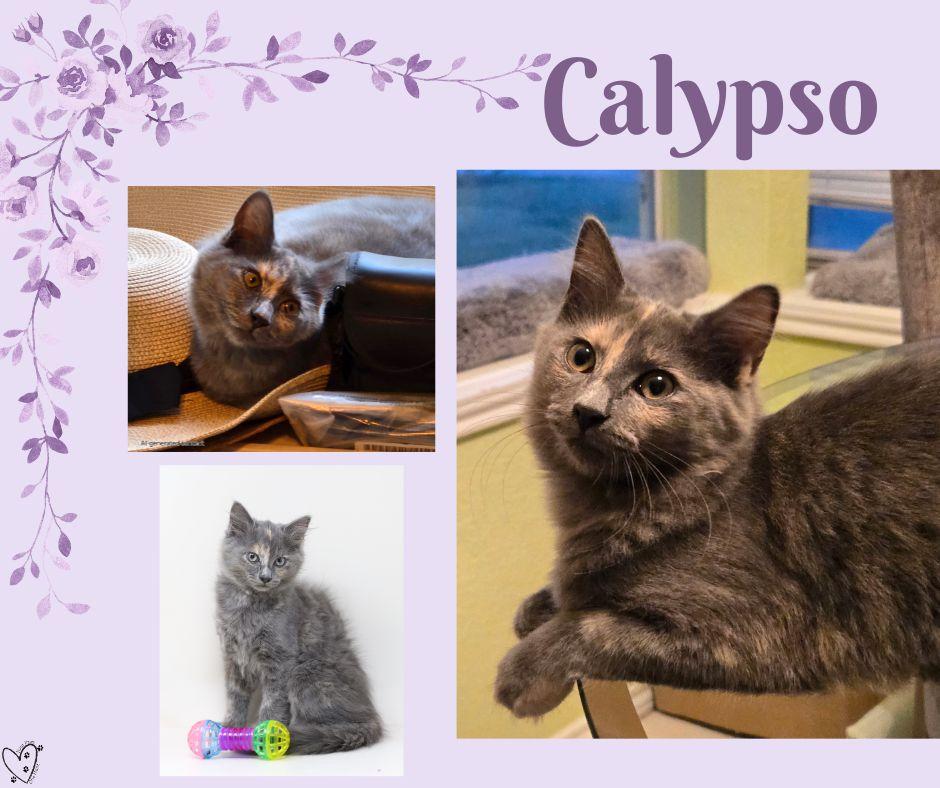 Calypso - Long Hair, a Adoptable Dilute Tortoiseshell in Trophy Club, TX image 3/6