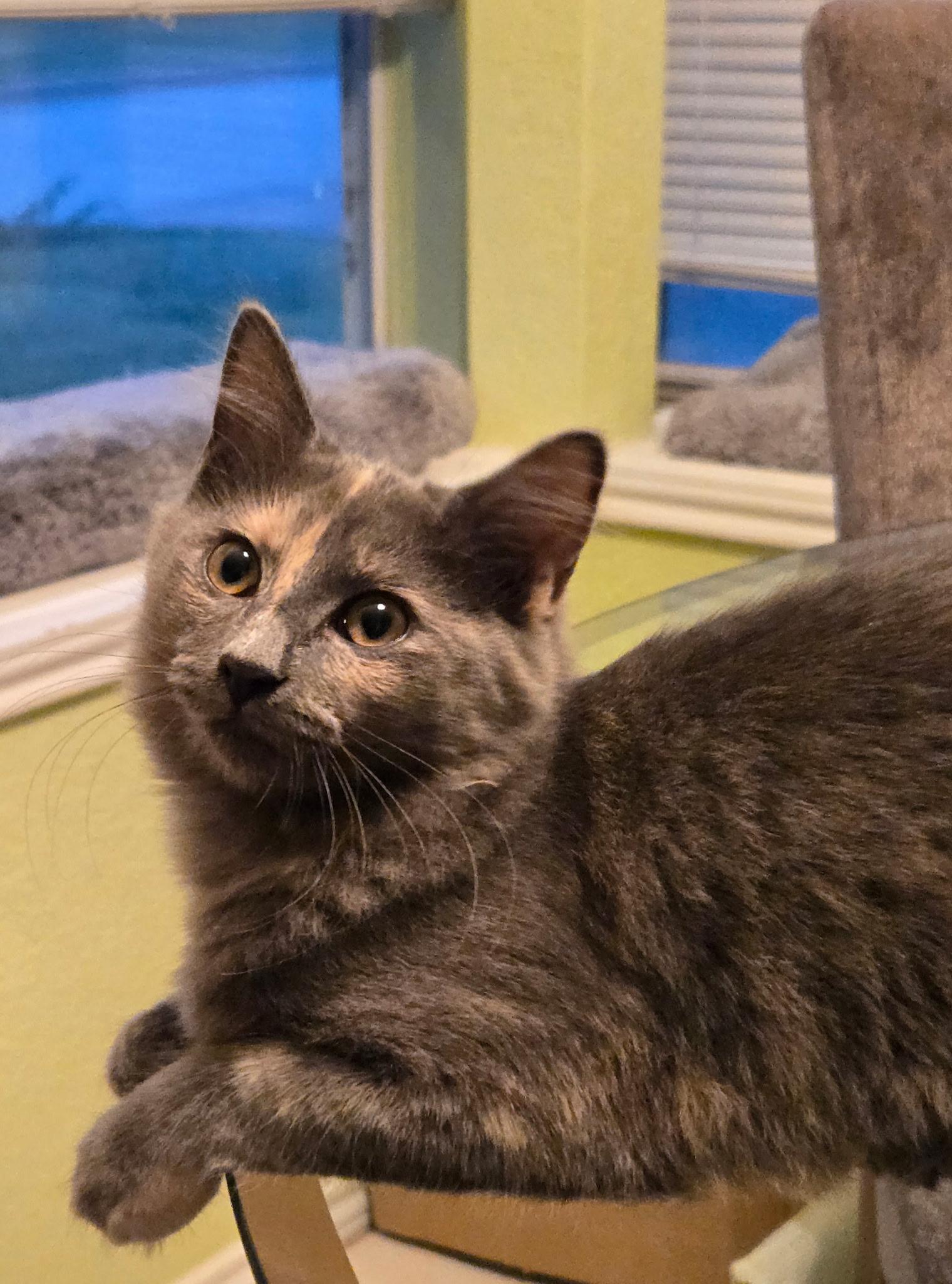 Calypso - Long Hair, a Adoptable Dilute Tortoiseshell in Trophy Club, TX image 1/6