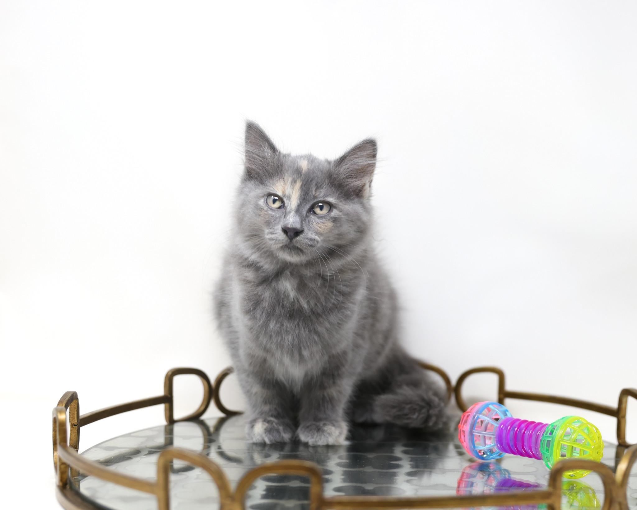 Calypso - Long Hair, a Adoptable Dilute Tortoiseshell in Trophy Club, TX image 6/6