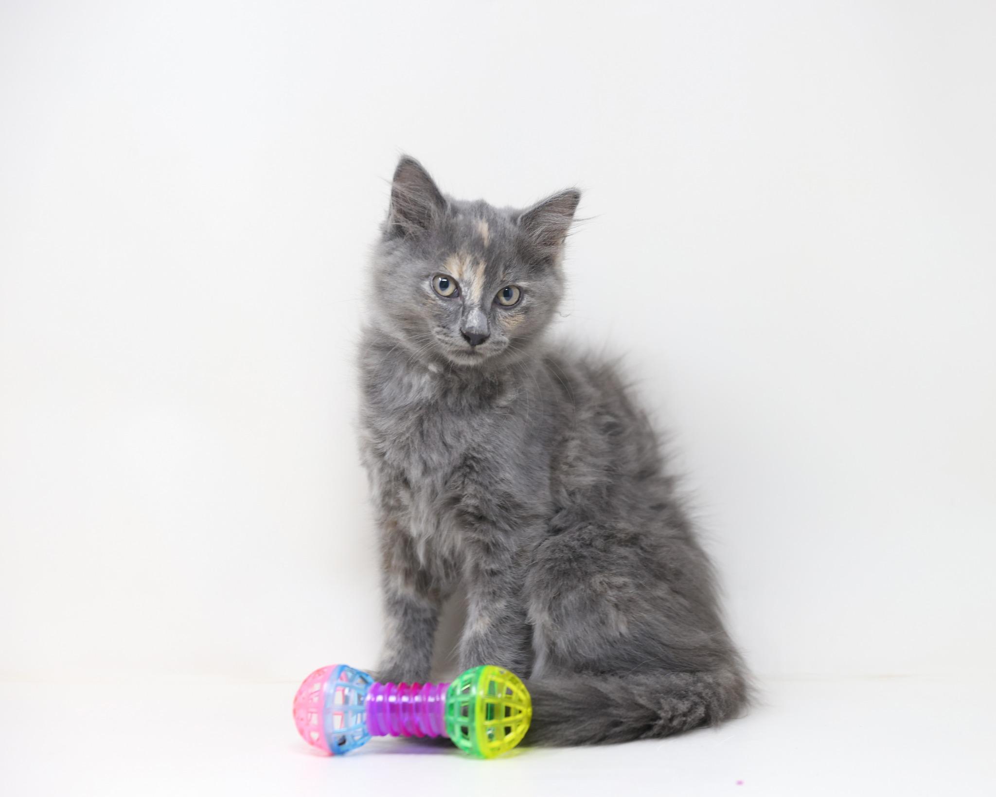 Calypso - Long Hair, a Adoptable Dilute Tortoiseshell in Trophy Club, TX image 4/6