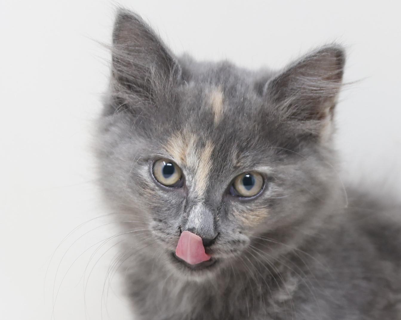 Calypso - Long Hair, a Adoptable Dilute Tortoiseshell in Trophy Club, TX image 5/6